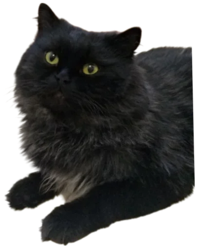 Telegram stiker «Cat Vibes» 🐈‍⬛