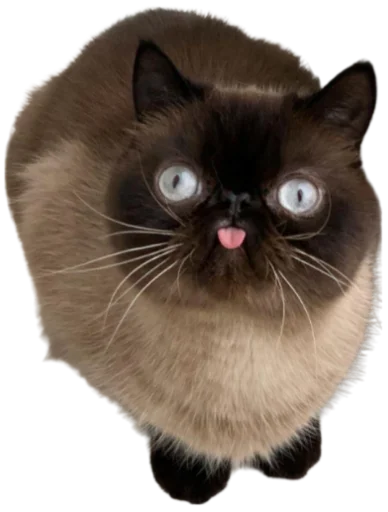 Telegram Sticker «Cat Vibes» 😝