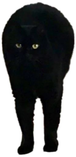 Telegram stiker «Cat Vibes» 😳