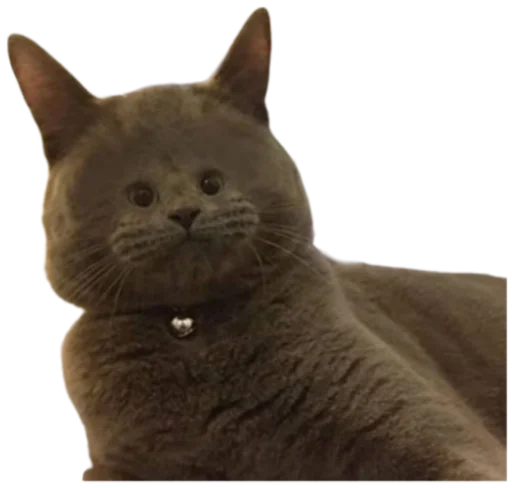 Telegram stiker «Cat Vibes» 😂
