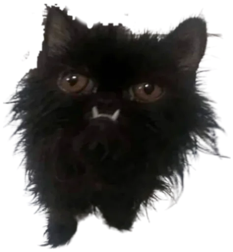 Telegram Sticker «Cat Vibes» 🥴