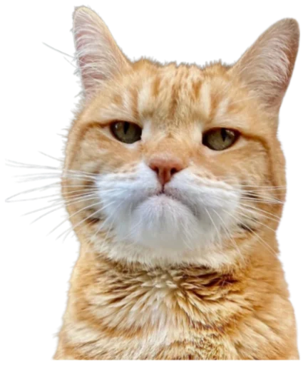 Telegram stiker «Cat Vibes» 🙁
