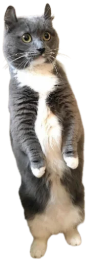 Telegram Sticker «Cat Vibes» 😦