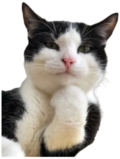 Telegram Sticker «Cat Vibes» 🤔