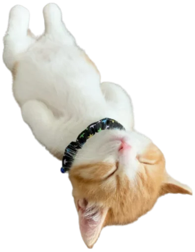 Telegram Sticker «Cat Vibes» 💤