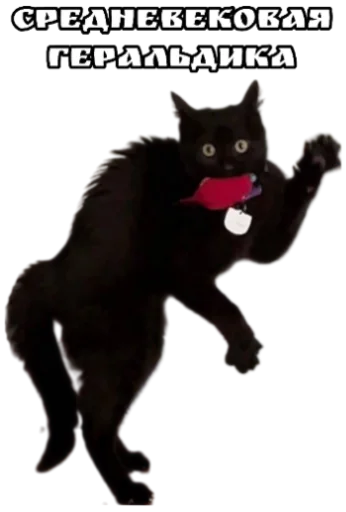 Telegram stiker «Cat Vibes» ⚜️