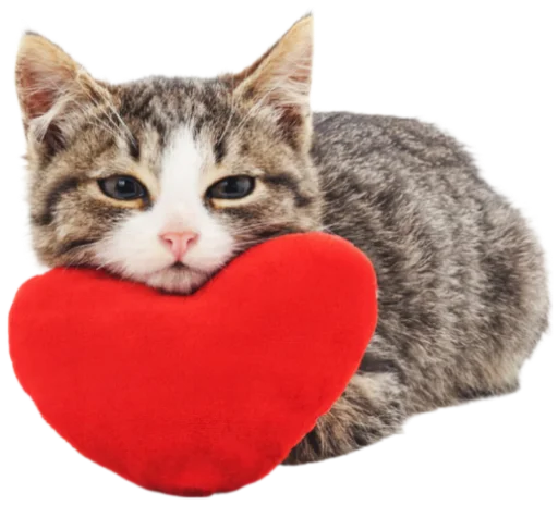 Telegram Sticker «Cat Vibes» ❤️