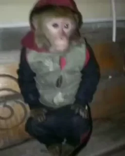 Monkeys | Обезьяны sticker 😢