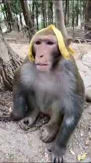 Monkeys | Обезьяны stiker 🍌