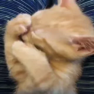 Video Cats emoji 😻
