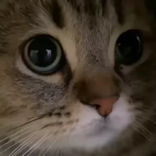 Емодзі Video Cats 😻