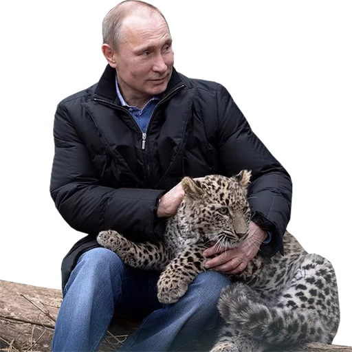 Стикер Telegram «Vladimir Putin» 🐯