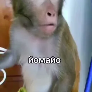 Эмодзи Мемные обезьяны ❤️