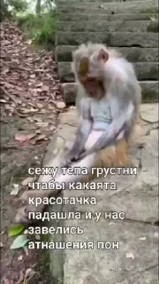 Стікер Мемные обезьяны 😒