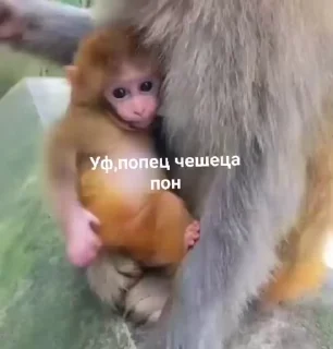 Эмодзи Мемные обезьяны 🙈