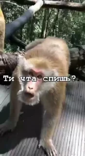 Эмодзи Мемные обезьяны 😔