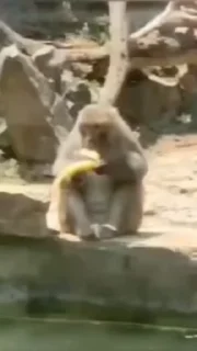 Эмодзи Мемные обезьяны 😘