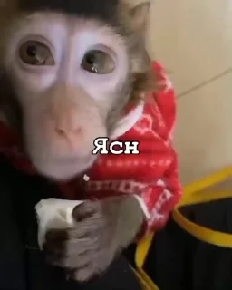 Эмодзи Мемные обезьяны 😜