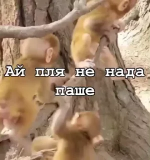 Эмодзи Мемные обезьяны ☺️