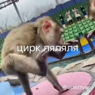 Эмодзи Мемные обезьяны 😜