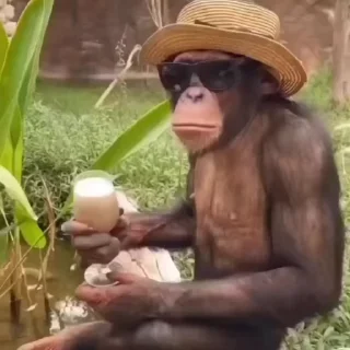 Эмодзи Мемные обезьяны 😘