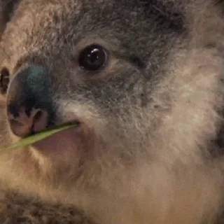 video Koalas STICKER PARTY emoji 😎