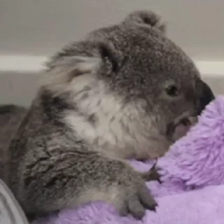 video Koalas STICKER PARTY stiker 🥱