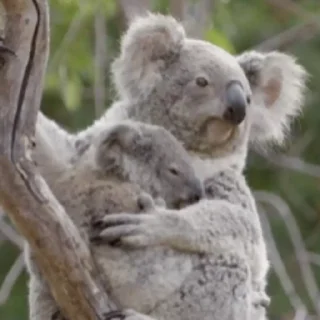 video Koalas STICKER PARTY emoji 💞