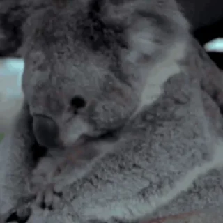 video Koalas STICKER PARTY stiker 😋