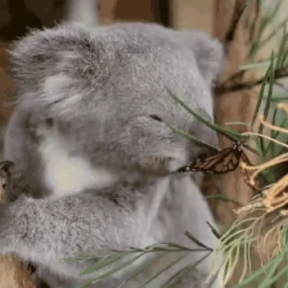video Koalas STICKER PARTY stiker 🦋