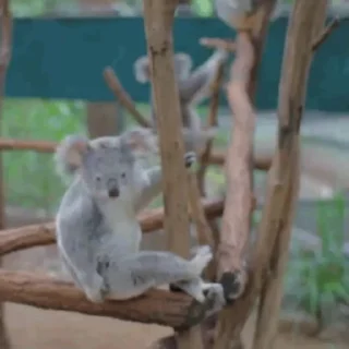video Koalas STICKER PARTY emoji 🤨