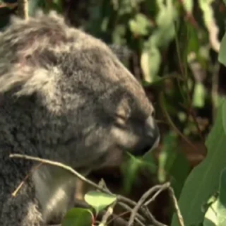 video Koalas STICKER PARTY stiker ☺️