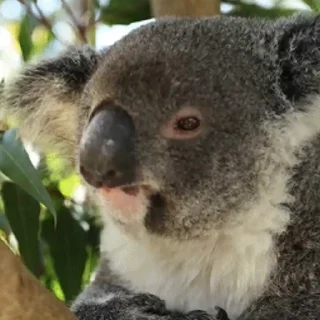 video Koalas STICKER PARTY stiker 😎