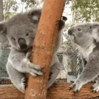 video Koalas STICKER PARTY stiker 😚