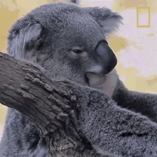 video Koalas STICKER PARTY emoji 🥱