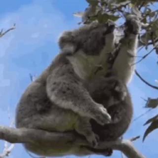 video Koalas STICKER PARTY stiker 🌿