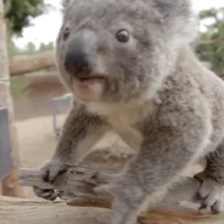 video Koalas STICKER PARTY emoji 🫳