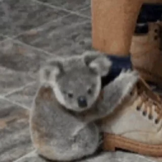 video Koalas STICKER PARTY stiker 🤗