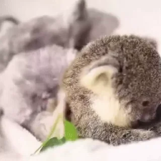 video Koalas STICKER PARTY emoji 🦵