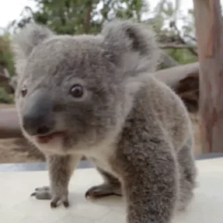 video Koalas STICKER PARTY stiker 😎