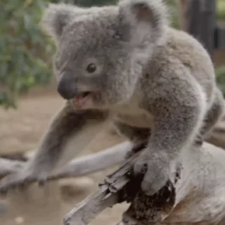 video Koalas STICKER PARTY emoji 😬