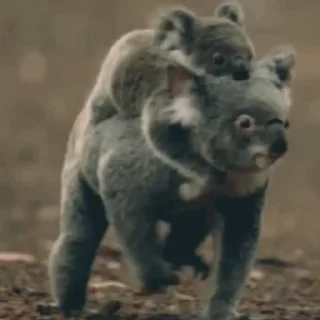 video Koalas STICKER PARTY emoji 👩‍👦