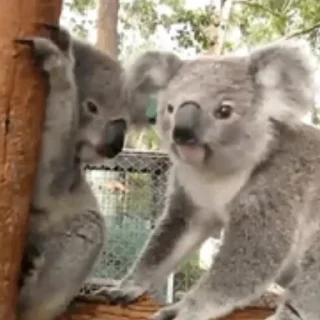 video Koalas STICKER PARTY stiker 😚