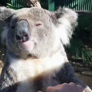 video Koalas STICKER PARTY emoji 🥰