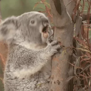 video Koalas STICKER PARTY emoji 😬