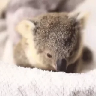 video Koalas STICKER PARTY stiker 🫠