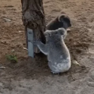 video Koalas STICKER PARTY stiker 😈