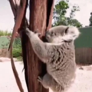 video Koalas STICKER PARTY emoji 💪