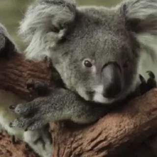 video Koalas STICKER PARTY emoji 😐