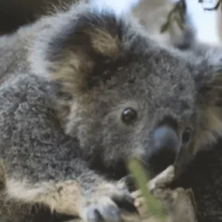 video Koalas STICKER PARTY stiker 👀